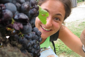 From Florence: Small-Group Half-Day Chianti Wine Tour