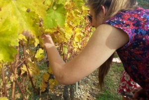From Florence: Small-Group Half-Day Chianti Wine Tour