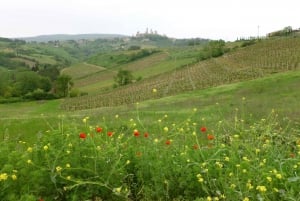 Fra Firenze: Halvdags Chianti-vintur for små grupper