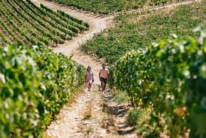 Firenzestä: Pienryhmäinen viininmaistelukierros Toscanaan: Pienryhmäinen viininmaistelukierros Toscanaan