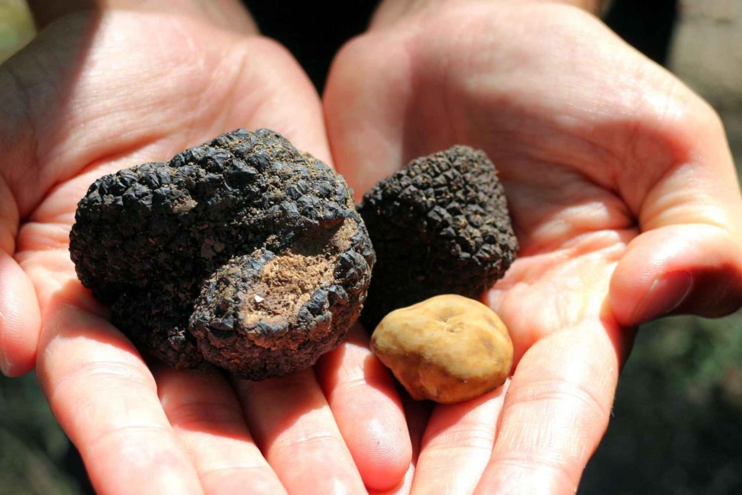 Fra Firenze: Trøffeljakt med lunsj og transport