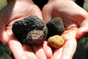 From Florence: Truffle Hunting with Lunch & Transportation