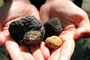 From Florence: Truffle Hunting with Lunch & Transportation