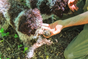 From Florence: Truffle Hunting with Lunch & Transportation