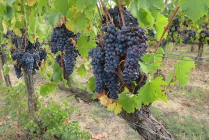 フィレンツェ発：トスカーナ・ヴェスパツアー（ランチ＆ワイン付き）