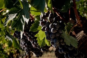 Da Firenze: Tour di degustazione di vini della Val d'Orcia di un'intera giornata
