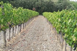 From Florence: Val d'Orcia Region Private Wine Tasting Tour