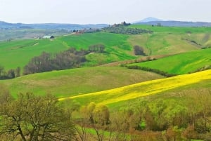 From Florence: Val d'Orcia Region Private Wine Tasting Tour