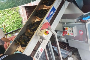 From Florence: Val d'Orcia Region Private Wine Tasting Tour