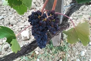 From Florence: Val d'Orcia Region Private Wine Tasting Tour