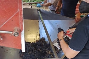 From Florence: Val d'Orcia Region Private Wine Tasting Tour