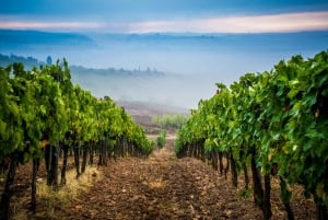 Z Florencji: Degustacja wina i kolacja w winnicach Chianti