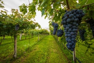 Z Florencji: Degustacja wina i kolacja w winnicach Chianti