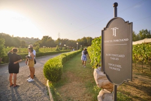 Von Florenz aus: Weinverkostung und Abendessen in den Chianti-Weinbergen