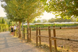 Von Florenz aus: Weinverkostung und Abendessen in den Chianti-Weinbergen