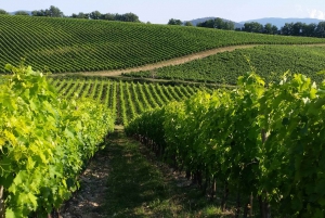 De Livorno: San Gimignano com almoço e degustação