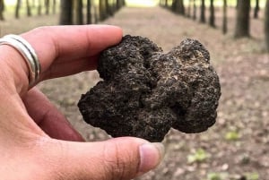 Från Livorno: Tryffeljakt med lunch och vinprovning