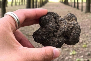 From Livorno: Truffle Hunting with Lunch & wine tasting