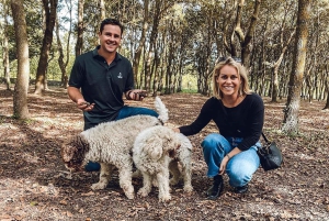 From Livorno: Truffle Hunting with Lunch & wine tasting