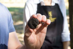 From Livorno: Truffle Hunting with Lunch & wine tasting