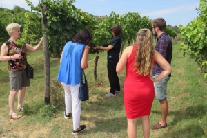 From Rome: Tuscany & Siena with Wine Tasting and Lunch