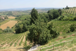 Tour del vino por la Toscana: 2 bodegas y San Gimignano desde Roma