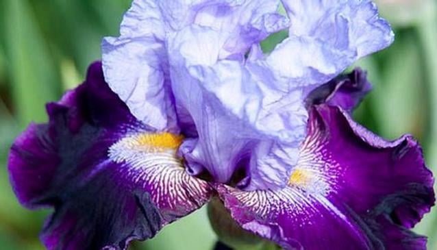 Giardino dell'Iris - Iris Garden