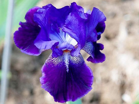 Giardino dell'Iris - Iris Garden
