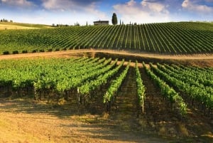 Halvdagsudflugt til Chianti: Smag hjertet af Toscana