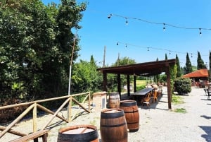 Halvdagsudflugt til Chianti: Smag hjertet af Toscana