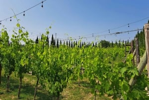 Halvdagsudflugt til Chianti: Smag hjertet af Toscana