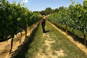 Halvdagsudflugt til Chianti: Smag hjertet af Toscana