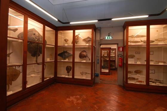 La Specola Museum