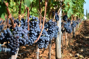 Montalcino: Tour en grupo reducido del vino Brunello desde Florencia