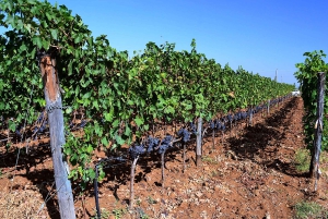 Montalcino: Tour en grupo reducido del vino Brunello desde Florencia