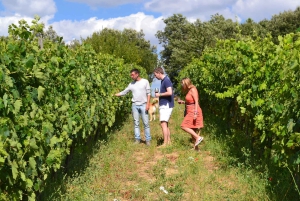 Montalcino: Tour en grupo reducido del vino Brunello desde Florencia