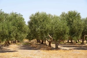 Olive Oil Tasting & Olive Grove Jeep Tour in San Gimignano