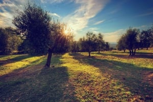 Olive Oil Tasting & Olive Grove Jeep Tour in San Gimignano