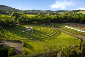 Olive Oil Tasting & Olive Grove Jeep Tour in San Gimignano