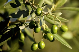 Degustação de azeite e passeio de jipe pelos olivais em San Gimignano