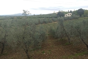 Пиза и Флоренция: частные береговые экскурсии из Ливорно