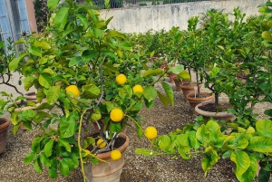 Pitti Palace and Boboli Gardens Private Tour