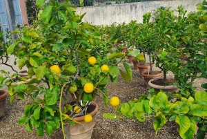 Pitti-palatset och Boboli-trädgårdarna Privat tur