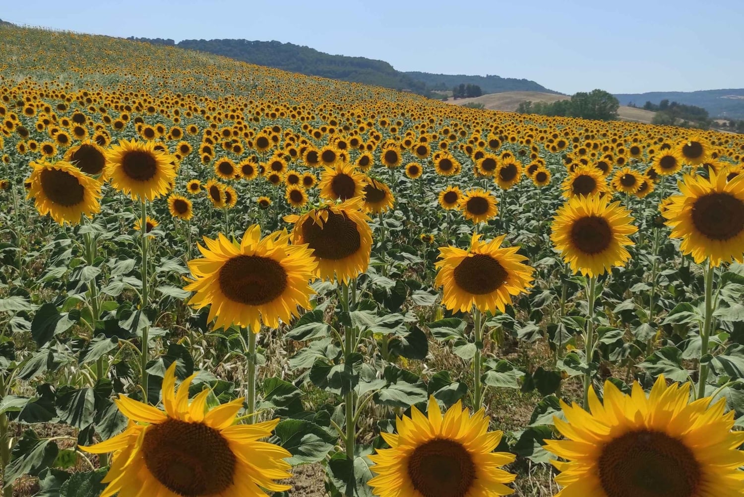 Rom - Toskana (Florenz) Privater Transfer und Tour