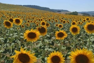 Rom - Toskana (Florenz) Privater Transfer und Tour