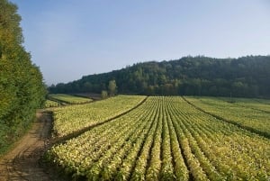 Rom - Toskana (Florenz) Privater Transfer und Tour