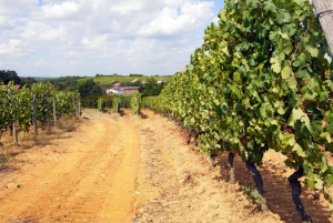 Sassicaia, Ornellaia and the Coastal Wines