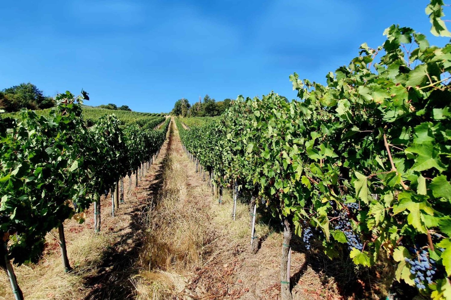 Scandicci: Experiência de degustação de vinhos Bellavista