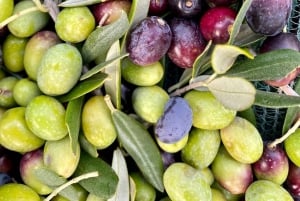 Seggiano : Visite d'une ferme toscane typique avec dégustation d'huile d'olive