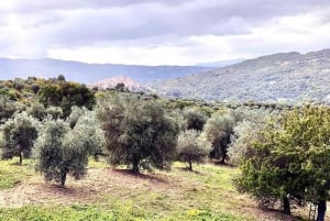 Seggiano: Typisk toskansk bondgårdstur med olivoljeprovning